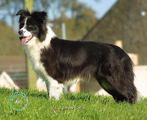 Border Collie 9B073D-07.jpg